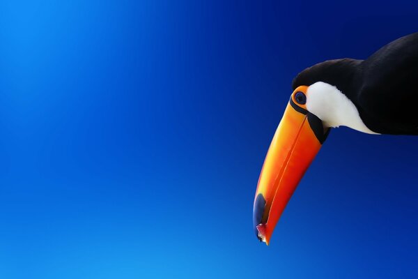 Toucan with a bright orange beak on a blue background