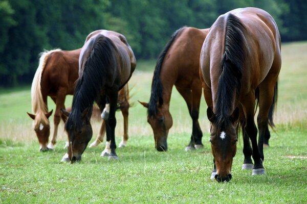 Braune Pferde essen Gras vor dem Hintergrund des Waldes