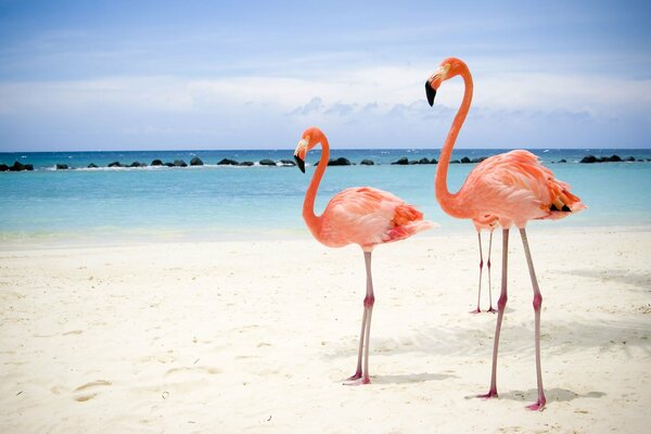 Rodowe flamingi na słonecznej plaży