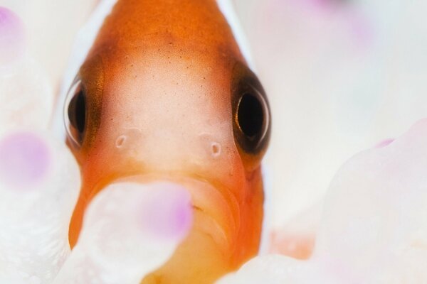 Nahaufnahme eines orangefarbenen Fisches mit schwarzen Augen