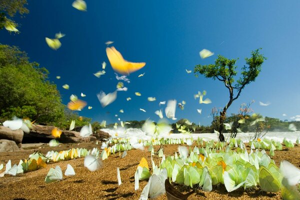 Viele Schmetterlinge fliegen in der Natur ab