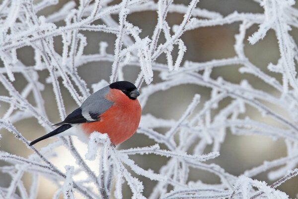 A lonely bullfinch among frost-covered branches