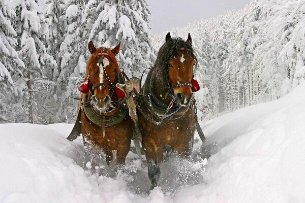 Ein paar gezogene Pferde laufen im Winterwald herum