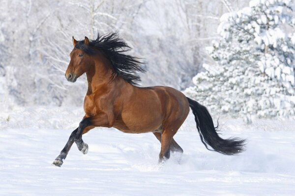 The horse runs through the snow, with a developing mane