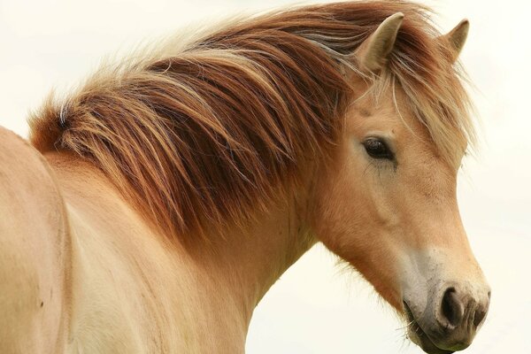 Caballo de pura sangre, siempre es belleza y gracia