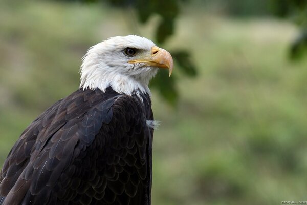 The serious gaze of a bird of prey