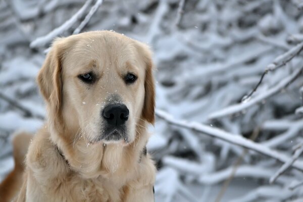 Labrador in the winter forest