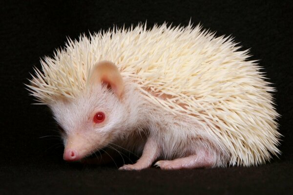 Albino-Igel mit weißen Stacheln und roten Augen