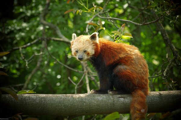 A red panda is sitting on a branch