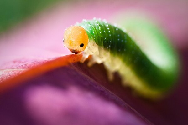 Una oruga de color verde en primer plano en un pétalo