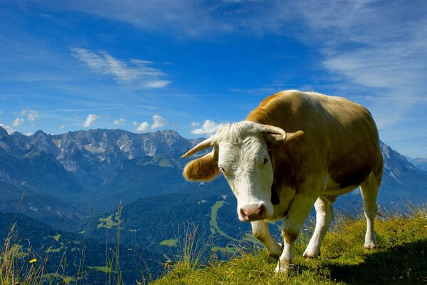 Stier auf dem Gipfel des Berges bei sonnigem Wetter