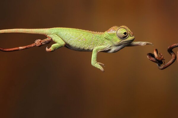 High - speed jump of a green creature , a chameleon