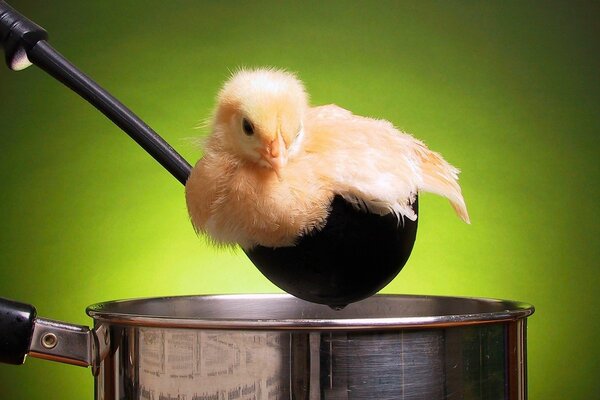 Macrofotografía. Pollito amarillo en cucharón negro