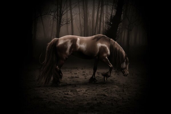 Un caballo cansado en el bosque deja huellas sucias. push