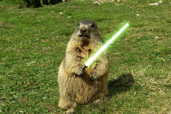 Groundhog with a sword, creative photo