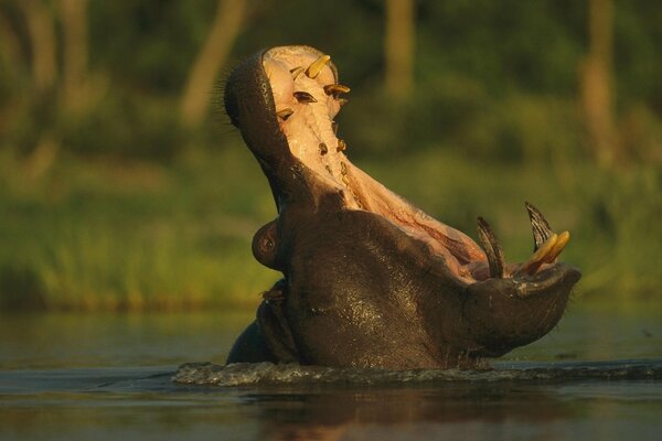 Nilpferd mit klaffendem Mund spritzt im Wasser in der Natur