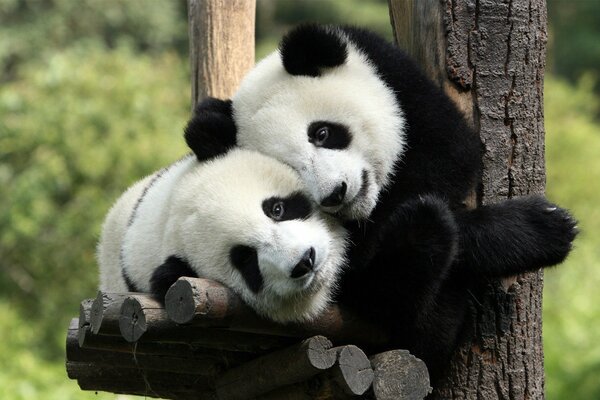 Pandas in black and white fur coats hug