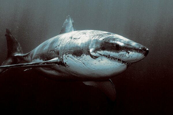 A terrifying and evil shark with scars