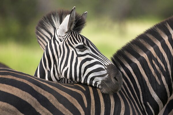 Tired baby zebra pressed his head to his mother