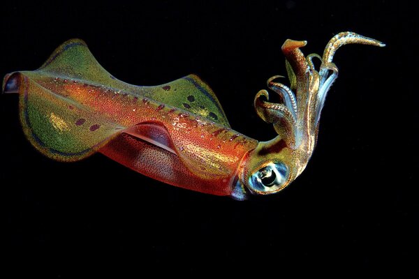 Calamaro con tentacoli sott acqua su sfondo nero foto