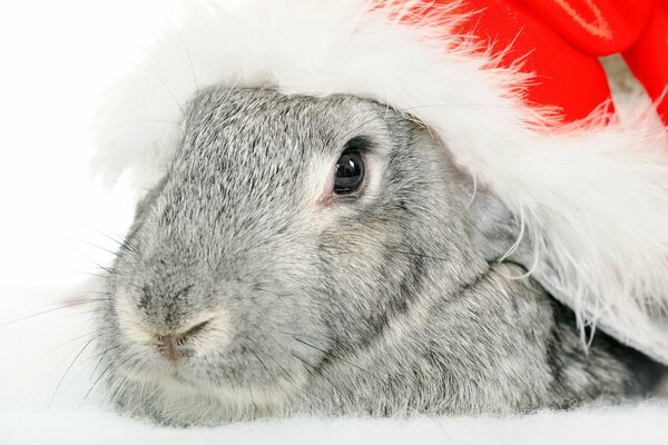 Der Hase in der Silvestermütze