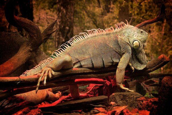 Stara Iguana z wiszącą skórą na gałęzi drzewa w lesie