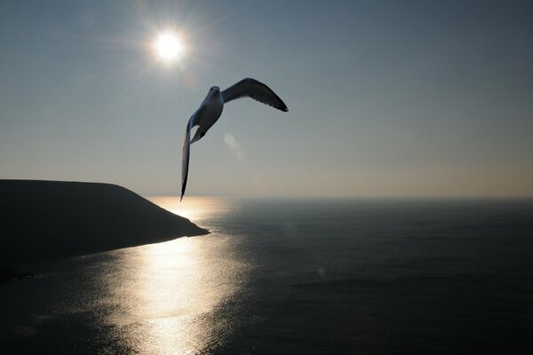 Eine Möwe, die in der Sonne hoch über dem Meer schwebt