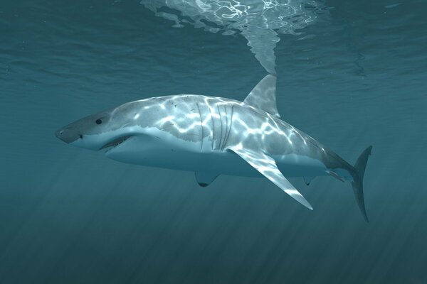Beautiful white shark in the ocean