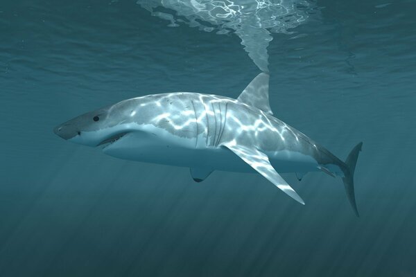 Beau requin blanc dans l océan