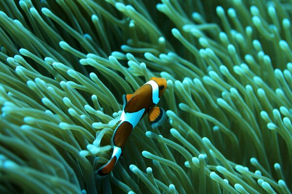 Peces del mundo submarino en algas