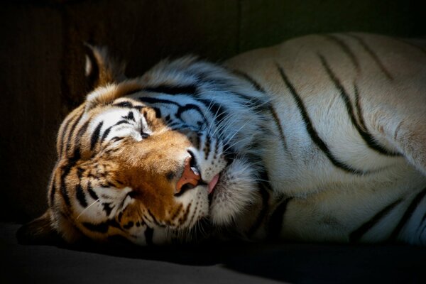 Il predatore a strisce addormentato è molto carino