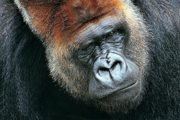 Гигантская горилла сидит в раздумьях