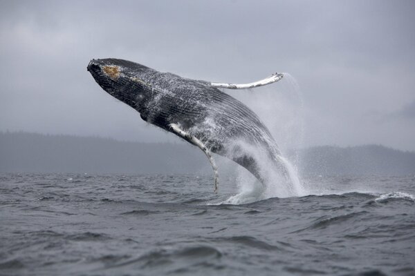 A huge jump into the sea of a whale