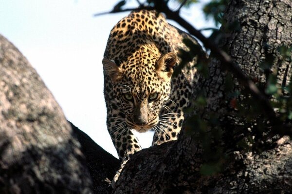 La mirada del leopardo al cazar es fascinante