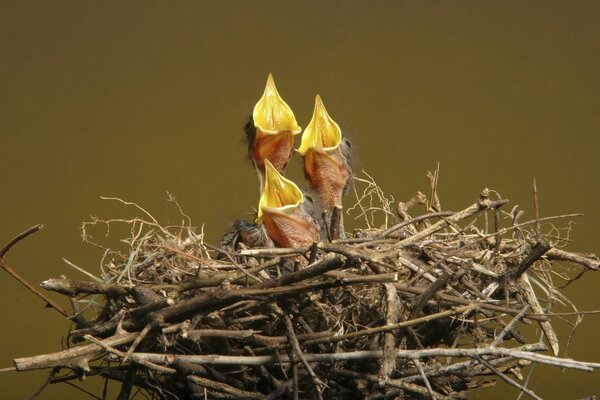 The chicks are sitting in a nest of twigs