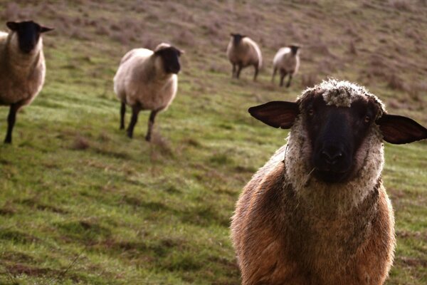 Suffolk sheep grazing on a green meadow