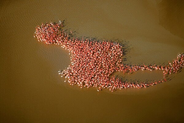 Pink flamingos lined up in the shape of a bird on the shore