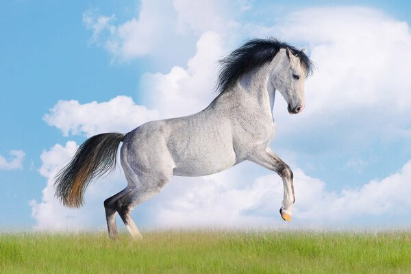 A white horse with a black mane on a background of clouds