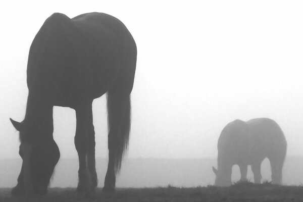 Silhouettes of a pair of grazing horses in the fog
