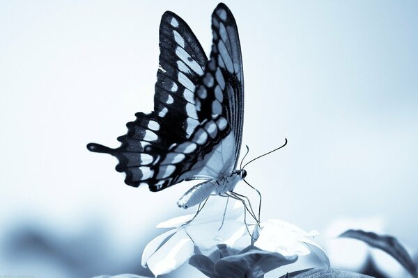 Бабочка крупным планом на листочке в черно-белом изображении