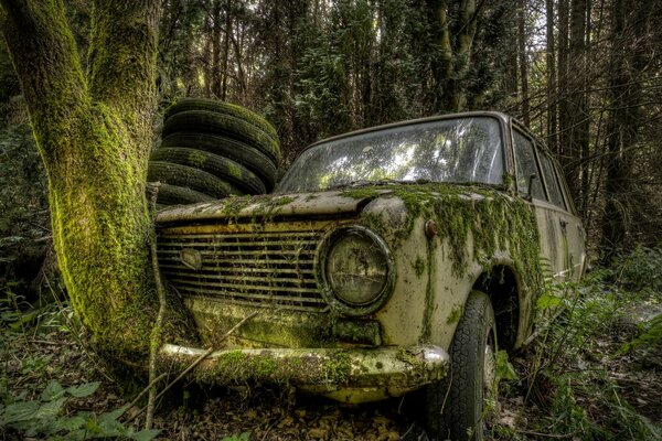 The tree grew into a Lada and everything was covered with moss