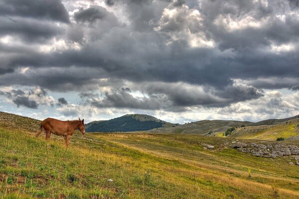 Der Himmel, die Berge und das Pferd, das auf den Hügeln spazieren geht