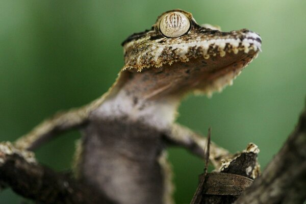 Gecko on a tree branch