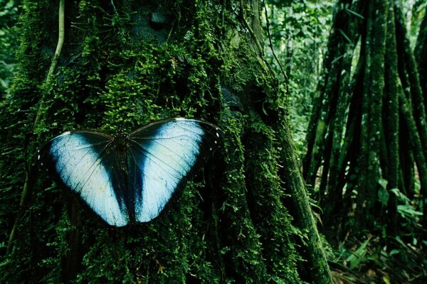 Bosque, mariposa con alas azules en el musgo