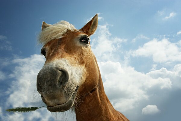 Sur le fond d un ciel nuageux, se dresse un cheval mâchant l herbe