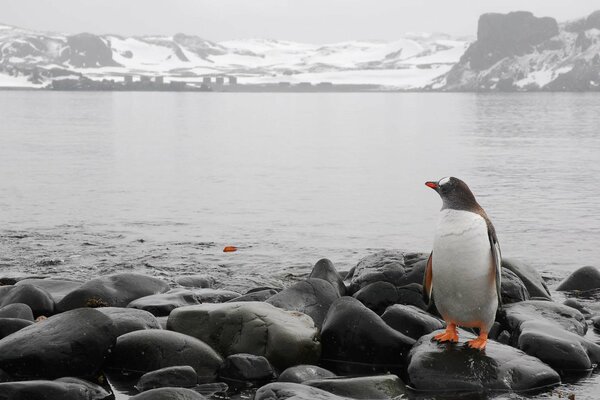 Pinguin mit schwarzen Flügeln auf Steinen in den Bergen