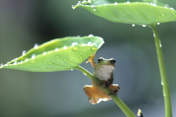 Ein kleiner Frosch hat sich unter einem Blatt vor dem Regen versteckt