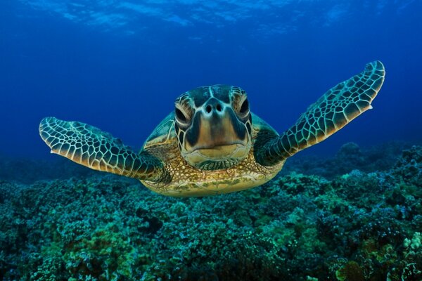 Turtle underwater on the background of corals