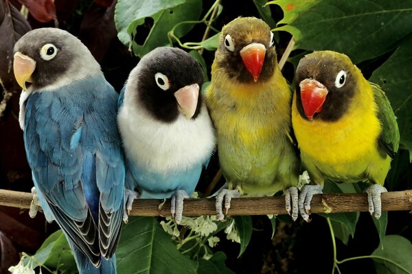 Loros Agapornis de diferentes colores sentados juntos en una rama