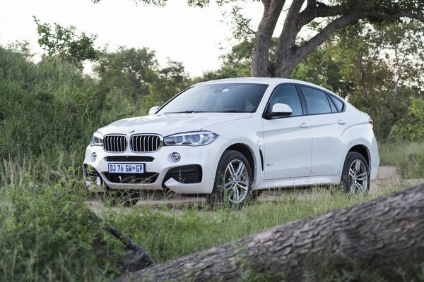 White BMW sport in the forest